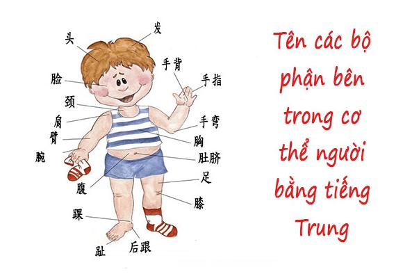 Bộ phận cơ thể người tiếng Trung là gì?